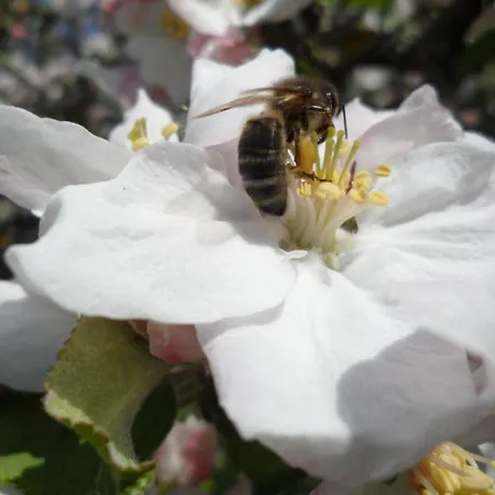 Charmante Maison Xviie Siecle Avec Jardin En Normandie - Fr-1-497-32 別荘 *