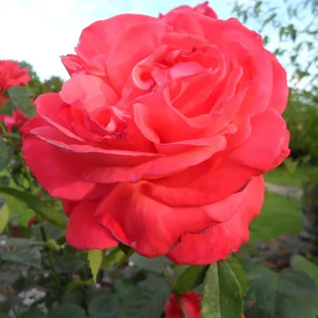 Charmante Maison Xviie Siecle Avec Jardin En Normandie - Fr-1-497-32