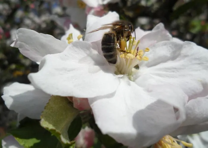 Charmante Maison Xviie Siecle Avec Jardin En Normandie - Fr-1-497-32 別荘 *