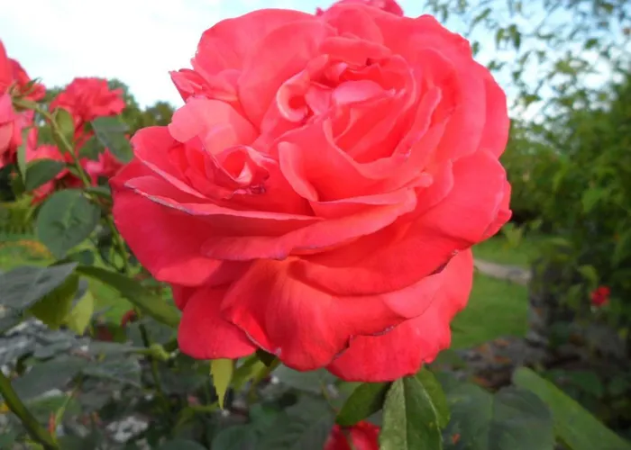 Charmante Maison Xviie Siecle Avec Jardin En Normandie - Fr-1-497-32