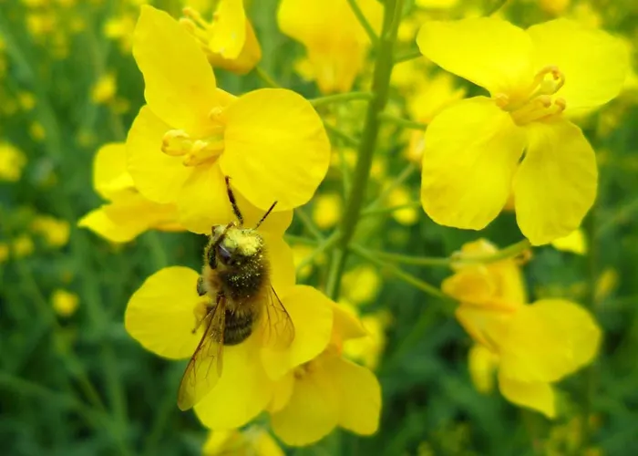 別荘 Charmante Maison Xviie Siecle Avec Jardin En Normandie - Fr-1-497-32 Vrigny (Orne)