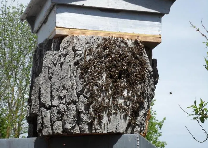 Charmante Maison Xviie Siecle Avec Jardin En Normandie - Fr-1-497-32